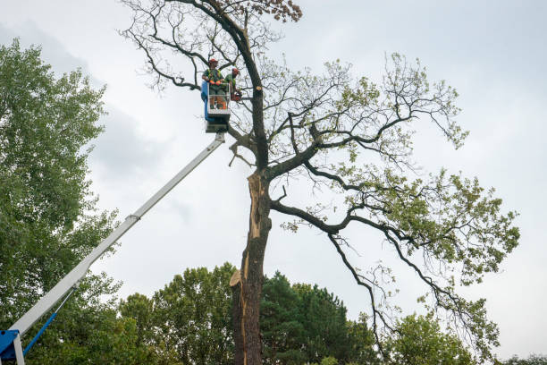 Best Tree Disease Treatment  in Miles City, MT